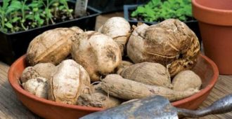 Георгины: когда выкапывать и как хранить в домашних условиях