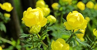 Купальница (Купава, Троллиус): описание, размножение, уход, посадка, применение в саду, фото, сорта и виды