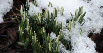 Подснежник: описание, размножение, уход, посадка, применение в саду, фото, сорта и виды