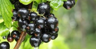 Обработка смородины весной от болезней и вредителей
