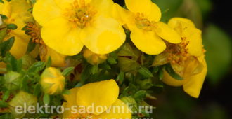 лапчатка кустарниковая