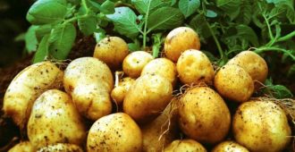 картофель по методу митлайдера