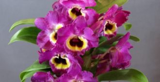dendrobium_nobile