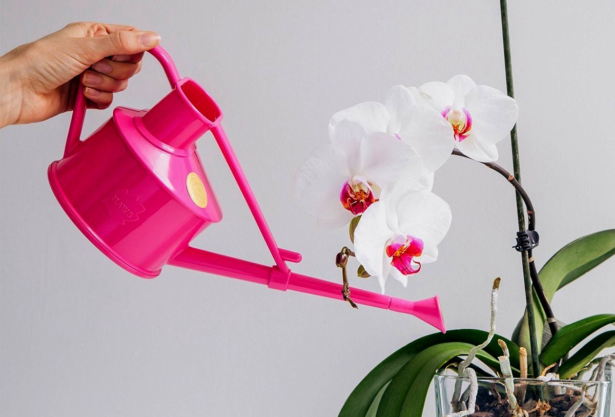 kak-polivat-orhideyu