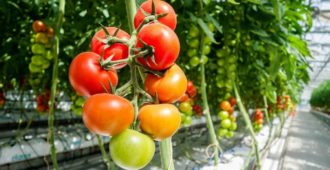 sorta_tomatov_dlya_teplic