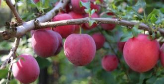 Кубанская камета