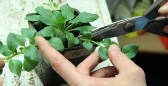 Петунья: как прищипывать, чтобы была пышной