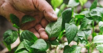 Тля на перце