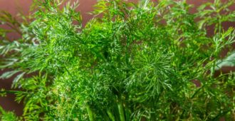 Заболевания и вредителей укропа