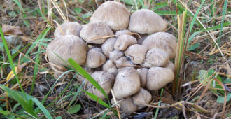 Рядовка скученная