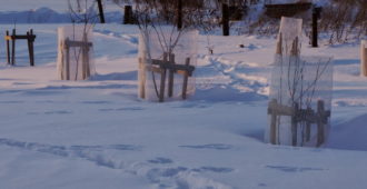 плодовые насаждения
